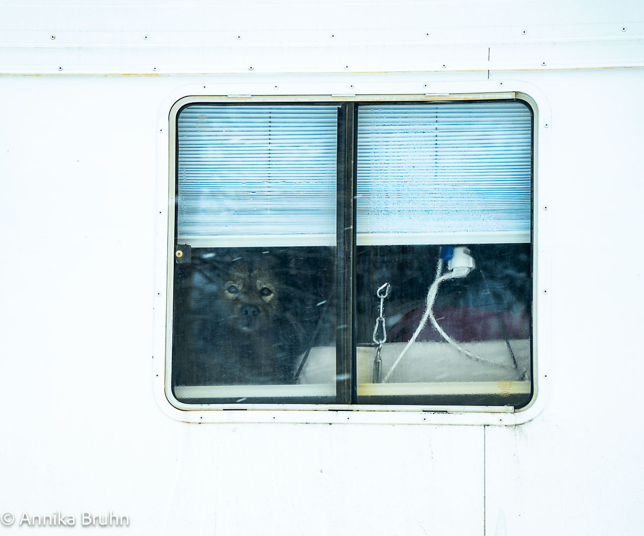 Guckguck da schaut ein Q aus dem Fenster